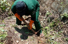 Tree planting program