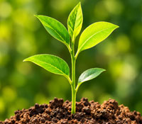 Young plant