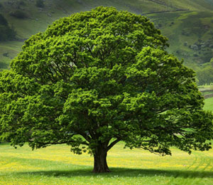 10 Crore Trees